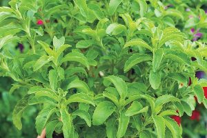 natural-stevia-leaves-1571209559-5118103