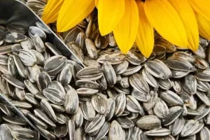 sunflower-seeds-500x500